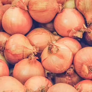 Cebolla