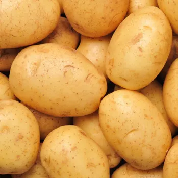 Patata