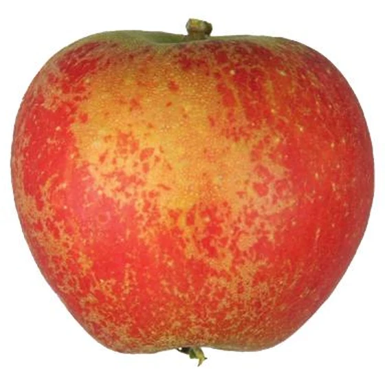 Manzana
