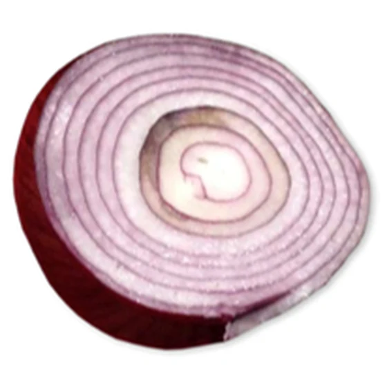 Cebolla — Fusarium