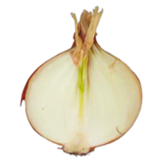 Cebolla — Rebrote