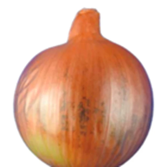Cebolla — Moho negro