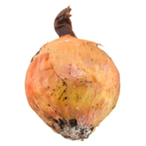 Cebolla — Podredumbre externa