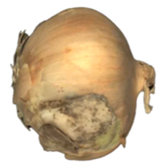 Cebolla — Daño mecánico
