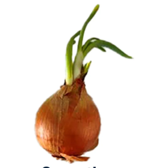 Cebolla — Brotado