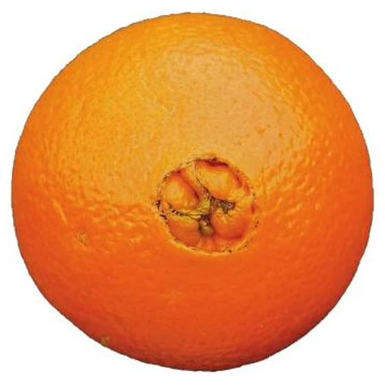Naranja — Deformación del ombligo