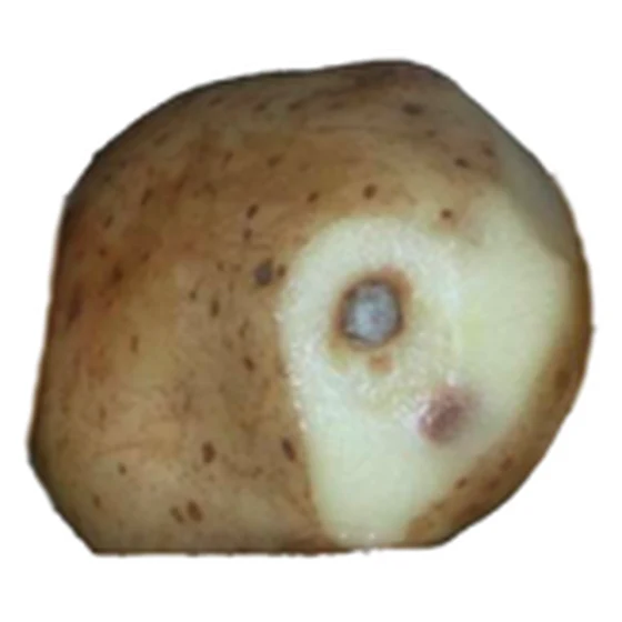 Patata — Materia seca