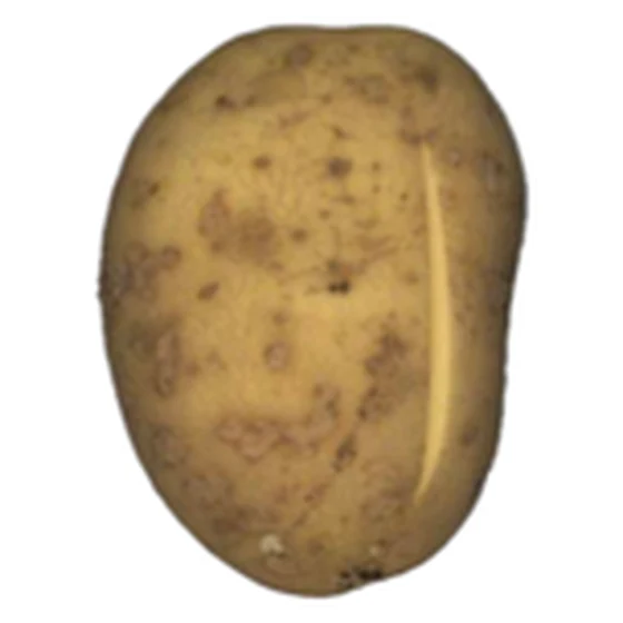 Patata — Corte