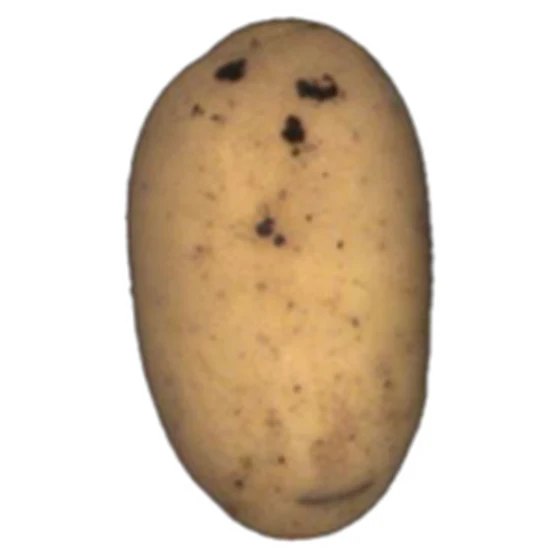 Patata — Rizoctonia