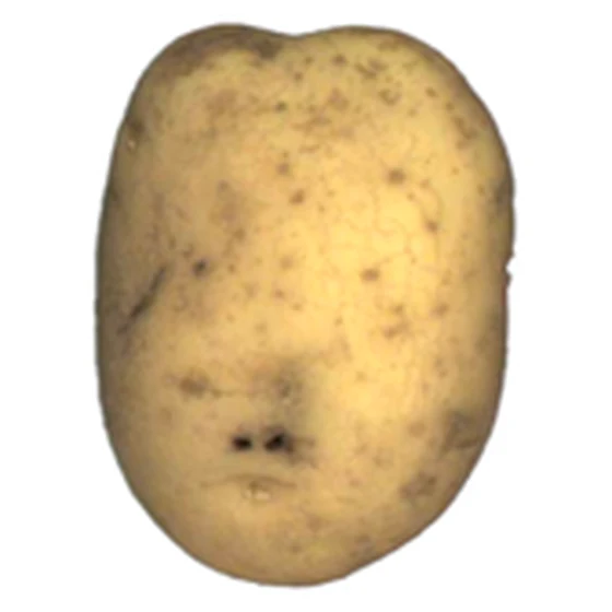 Patata — Gusano de alambre